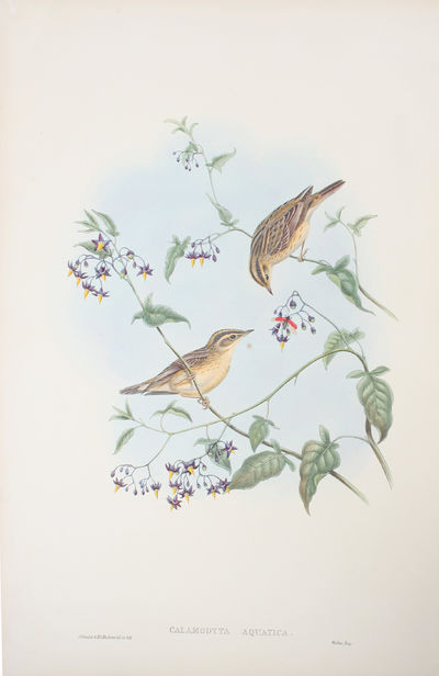 Calamodyta Aquatica. Aquatic Warbler.