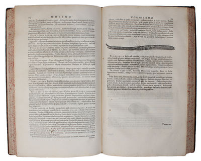 Museum Wormianum. Seu Historia Rerum rariorum, Tam Naturalium, quam Artificialium, tam Domesticarum, quam Exoticarum, quæ Hafniæ Danorum in ædibus Authoris servantur. Adornata ab...Variis & accuratis Iconibus illustrata. - [MUSEUM WORMIANUM] (photo 2)