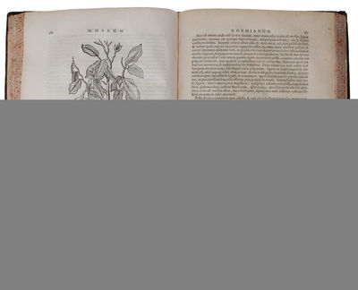 Museum Wormianum. Seu Historia Rerum rariorum, Tam Naturalium, quam Artificialium, tam Domesticarum, quam Exoticarum, quæ Hafniæ Danorum in ædibus Authoris servantur. Adornata ab...Variis & accuratis Iconibus illustrata. - [MUSEUM WORMIANUM] (photo 3)