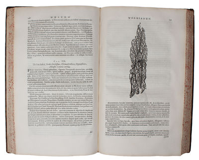 Museum Wormianum. Seu Historia Rerum rariorum, Tam Naturalium, quam Artificialium, tam Domesticarum, quam Exoticarum, quæ Hafniæ Danorum in ædibus Authoris servantur. Adornata ab...Variis & accuratis Iconibus illustrata. - [MUSEUM WORMIANUM] (photo 4)