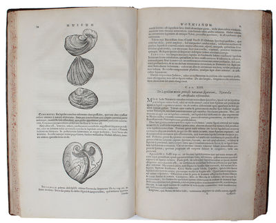 Museum Wormianum. Seu Historia Rerum rariorum, Tam Naturalium, quam Artificialium, tam Domesticarum, quam Exoticarum, quæ Hafniæ Danorum in ædibus Authoris servantur. Adornata ab...Variis & accuratis Iconibus illustrata. - [MUSEUM WORMIANUM] (photo 5)