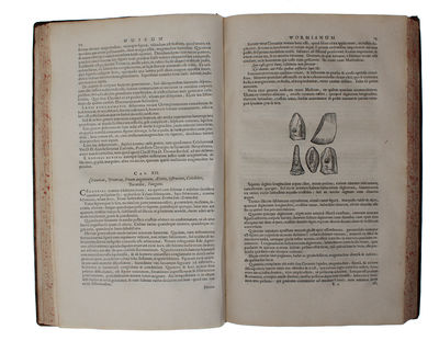 Museum Wormianum. Seu Historia Rerum rariorum, Tam Naturalium, quam Artificialium, tam Domesticarum, quam Exoticarum, quæ Hafniæ Danorum in ædibus Authoris servantur. Adornata ab...Variis & accuratis Iconibus illustrata. - [MUSEUM WORMIANUM] (photo 8)
