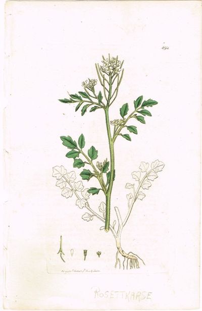 Pl. 492 (Rosettkarse / Cardamine hirsuta / Hairy…