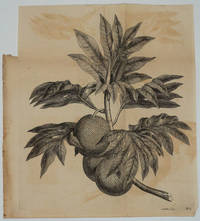 image of Breadfruit Engraving from Cook's first voyage
