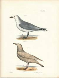 Bird print - Plate 130 from Zoology of New York, or the New-York Fauna. Part II Birds
