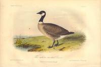 image of The white necked Goose: Bernicla Leucopareus