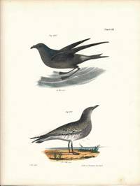 Bird print - Plate 135 from Zoology of New York, or the New-York Fauna. Part II Birds