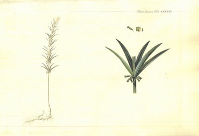 Plansje LXXXVI fra Flora Danica. Andre hefte.