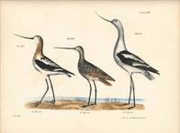 Bird print - Plate 102 from Zoology of New York, or the New-York Fauna. Part II Birds