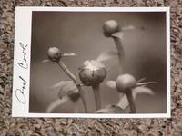 MYOPTICS: INTIMATE STUDIES FROM NATURE IN PLATINUM/PALLADIUM