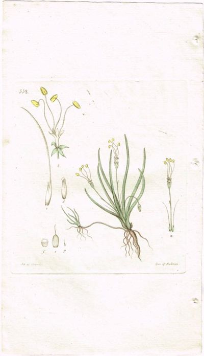 Pl. 532. (Tjerngras). Fra verket Svensk Botanik.