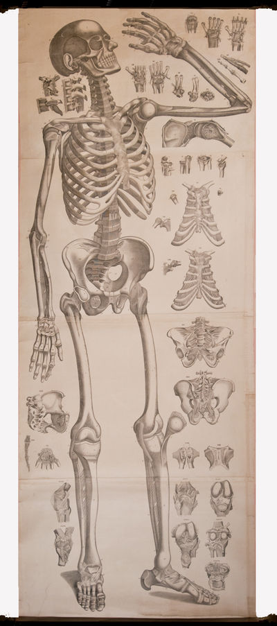 Four anatomical scrolls, or ecorche