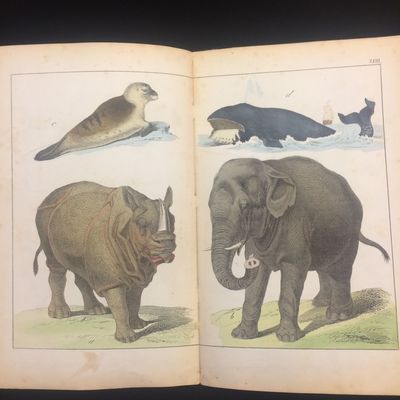 Bilder zum Anschauungs-Unterricht für die Jugend. Enthaltend 30 colorirte Blätter auf cartonirt Papier mit Abbildungen verschiedenartiger Gegenstände