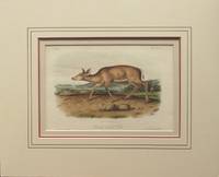 Black-Tailed Deer. Plate LXXVIII from Quadrupeds of North America.