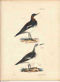 Bird print - Plate 90 from Zoology of New York, or the New-York Fauna. Part II Birds