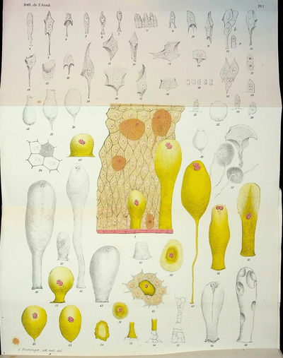 Recherches sur la structure de l'epiderme des cyclostomes et quelques mots sur les cellules olfactives de ces animaux, par M. Alexandre Foettinger, Etudiant a l'Universite de Liege