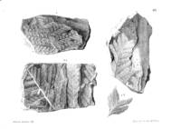Flora Fossil do Terreno Carbonifero das Visinhanças do Porto, Serra do Bussaco, e Moinho dÂ’Ordem… by Bernardino Antonio GOMES - First edition - 1865 - from Judith Hodgson Antiquarian Books (SKU: 1544)