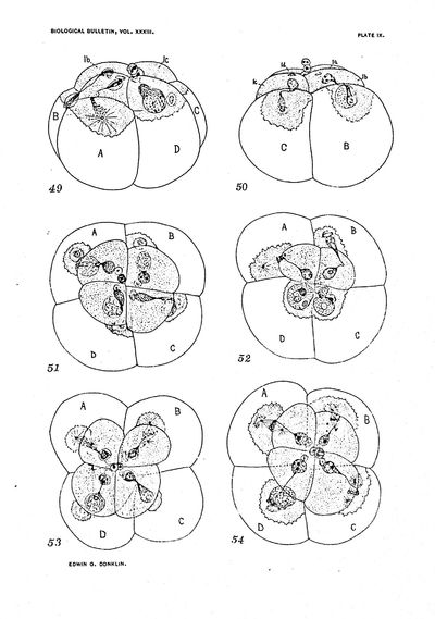 Mitosis and amitosis in Biological Bulletin XXXIII (6):396-437, December 1917