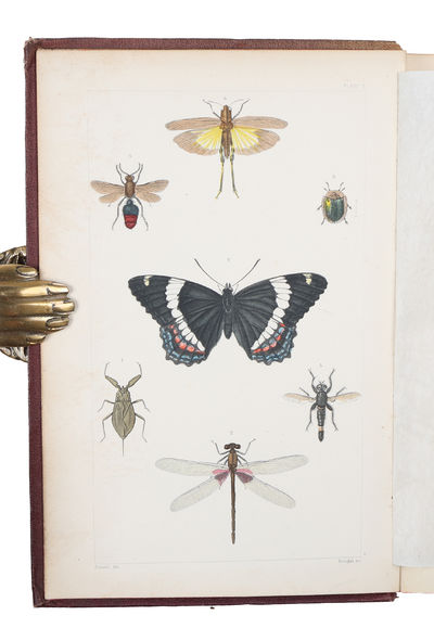 A Treatise on some of the Insects Injurious to Vegetation. A new Edition, enlarged and improved, with Additions from the Author's Manuscripts and original Notes. Illustr. by engravings drawn from Nature under the supervision of Professor Agassiz. Edi... (photo 3)