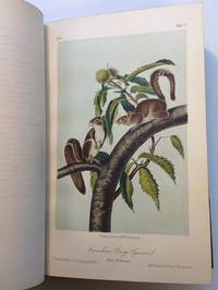 image of The Quadrupeds of North America