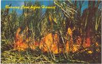 Harvesting Sugar Cane, Hawaii, unused Postcard