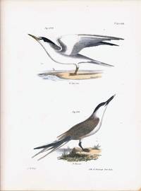 Bird print - Plate 124 from Zoology of New York, or the New-York Fauna. Part II Birds