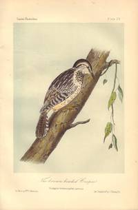 image of The brown headed Creeper: Picolaptes brunneicapillus