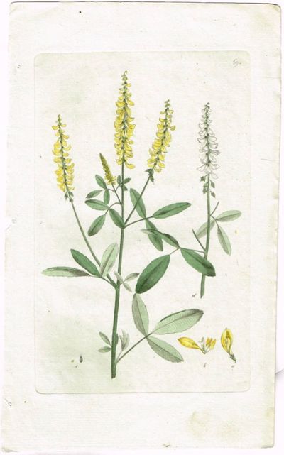 Pl. 69. (Legesteinkløver / Trifolium officinale).…
