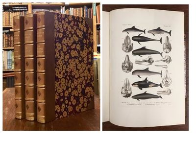 Zoologia Danica. Afbildninger af Danske Dyr med…