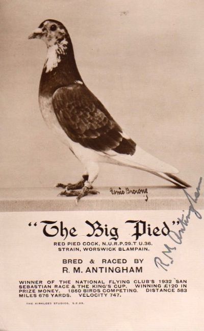 Fotografi i s/h. av “The Big Pied”. The Kirklees…