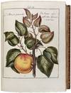 View Image 1 of 12 for Pomona Franconica: Déscription Des Arbres Fruitiers, les plus connus et les plus éstimés en Europ... Inventory #42447