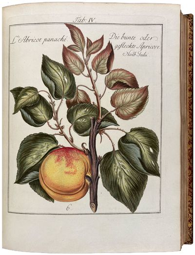 Nuremberg: Adam Wolfgang Winterschmidt, 1776. 2 volumes in one, 4to. (9 7/8 x 7 1/2 inches). Volume ...