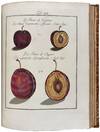 View Image 3 of 12 for Pomona Franconica: Déscription Des Arbres Fruitiers, les plus connus et les plus éstimés en Europ... Inventory #42447