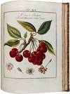 View Image 5 of 12 for Pomona Franconica: Déscription Des Arbres Fruitiers, les plus connus et les plus éstimés en Europ... Inventory #42447