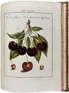 View Image 6 of 12 for Pomona Franconica: Déscription Des Arbres Fruitiers, les plus connus et les plus éstimés en Europ... Inventory #42447