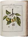 View Image 7 of 12 for Pomona Franconica: Déscription Des Arbres Fruitiers, les plus connus et les plus éstimés en Europ... Inventory #42447
