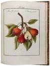 View Image 8 of 12 for Pomona Franconica: Déscription Des Arbres Fruitiers, les plus connus et les plus éstimés en Europ... Inventory #42447