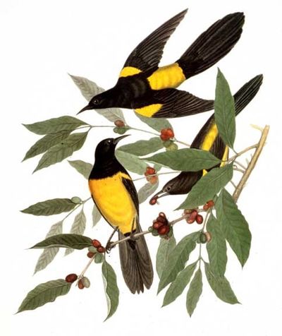 Birds of the Pacific Slope