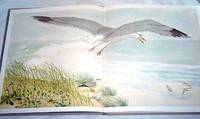 Herring Gulls