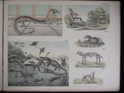 GEOGRAFISKT ALBUM. ILLUSTRATIONER MED TEXT. BEARBETNING EFTER GRESSLER. (photo 2)