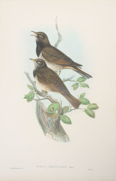 Turdus Atrogularis, Temm. Black-throated Thrush.