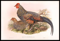 [Sonnerat's Jungle Fowl] Gallus sonnerati