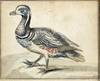 A Harlequin Duck.