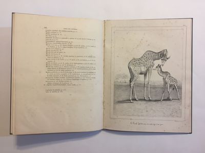 [ZOOLOGY: THE FIRST ANATOMICAL STUDY OF GIRAFFES]. Recherches historiques, zoologiques, anatomiques et paléontologiques sur la girafe, (Camelopardalis giraffa, Gmelin)