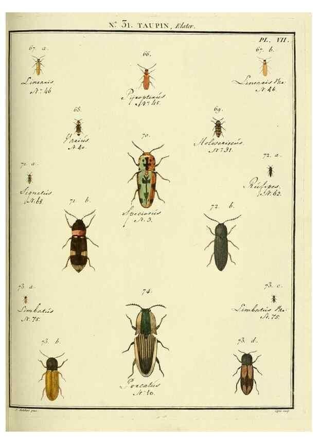 Reproducción/Reproduction 8112685933: Entomologie, ou, Histoire ...