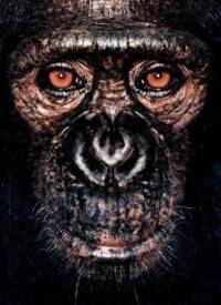 James Mollison: James &amp; Other Apes by Jane Goodall - 2009-07-04