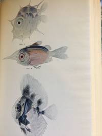image of The Arcturus Adventure. An Account of the New York Zoological Society's First Oceanographic Expedition