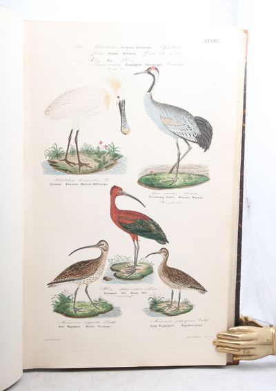 Skandinaviens Fugle, men særlig Hensyn til Danmark og de nordlige Bilande. Anden, fuldstændig omarbeidede Udgave. Ved Jonas Collin. 2 vols. Tekstbind i 8vo+ Plansjebind i folio. (photo 2)