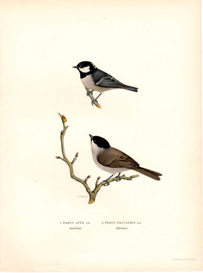 1. Parus ater. Svartmes (Svartmeis). 2. Parus…