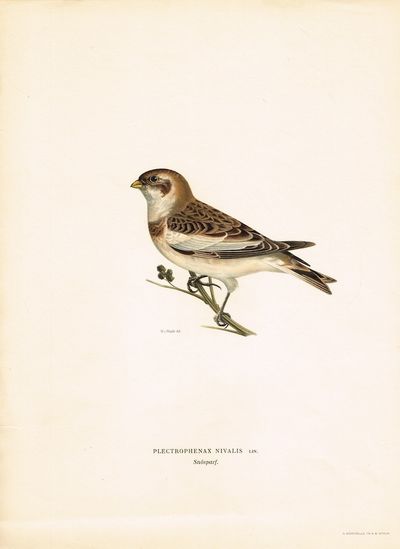 Plectrophenax nivalis. Snösparf. (Snøspurv). Fra…